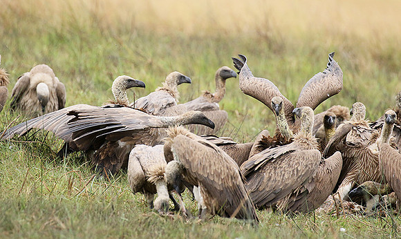 White-backed vultures - Okavango