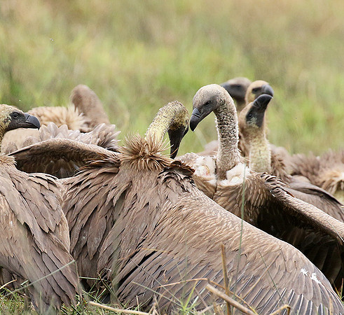 White-backed vultures - Okavango
