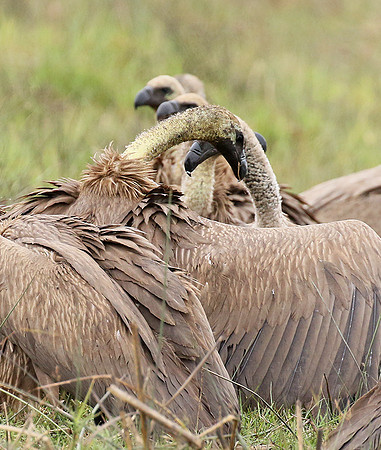 White-backed vultures - Okavango