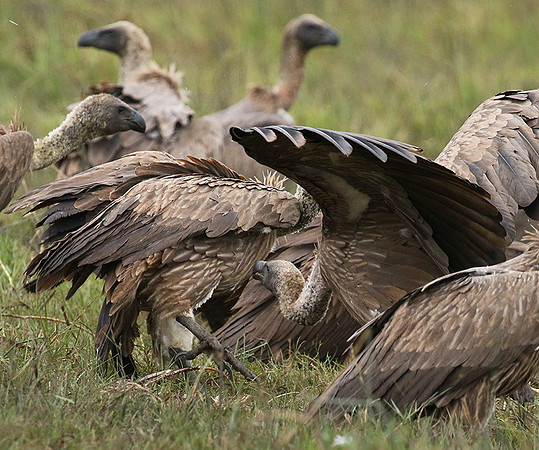 White-backed vultures - Okavango
