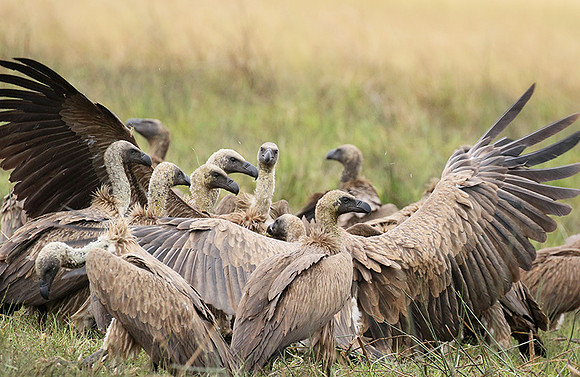 White-backed vultures - Okavango
