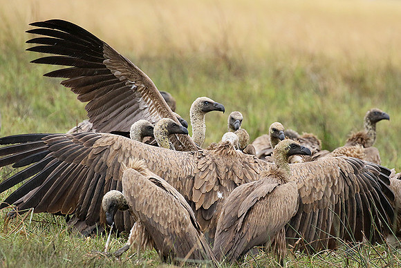 White-backed vultures - Okavango