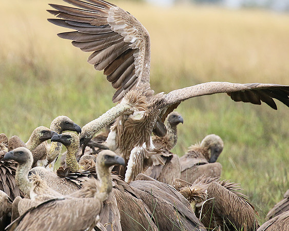 White-backed vultures - Okavango