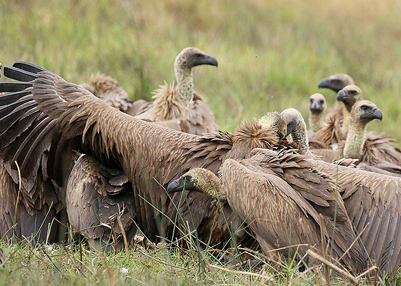 White-backed vultures - Okavango