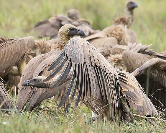 White-backed vultures - Okavango