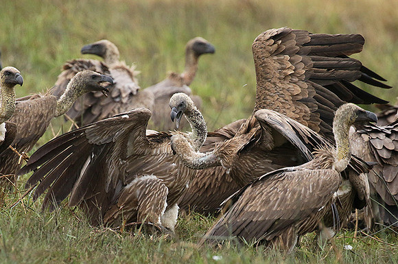 White-backed vultures - Okavango
