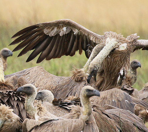 White-backed vultures - Okavango