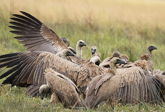 White-backed vultures - Okavango