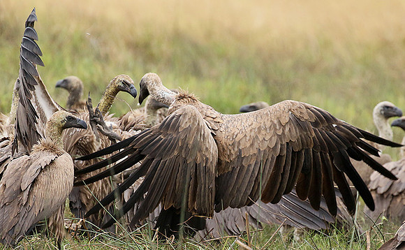 White-backed vultures - Okavango