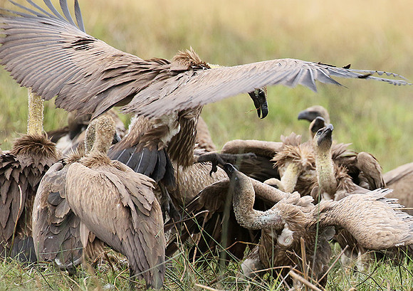 White-backed vultures - Okavango