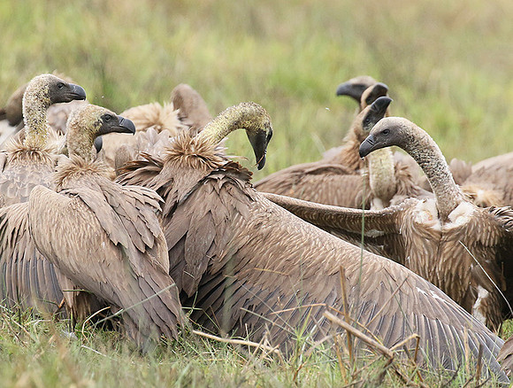 White-backed vultures - Okavango