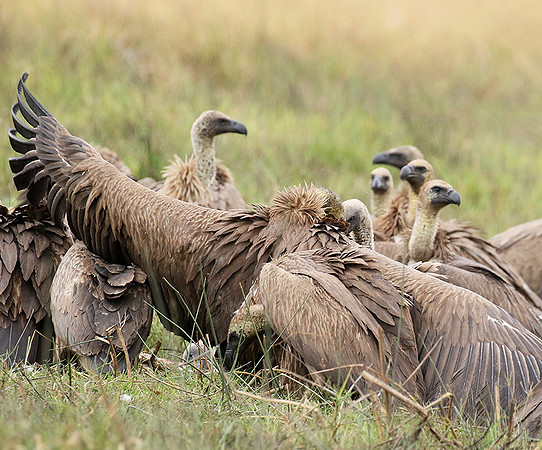 White-backed vultures - Okavango
