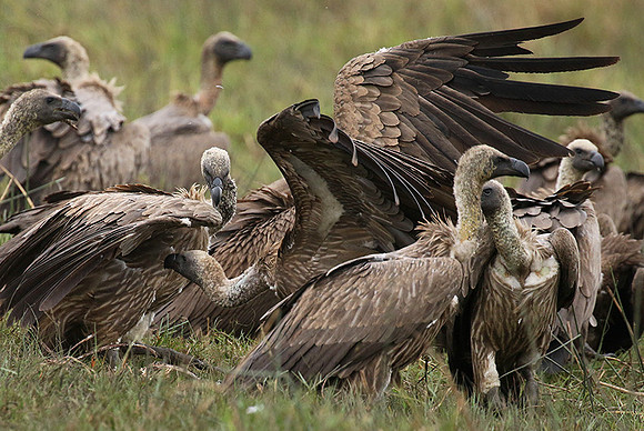 White-backed vultures - Okavango