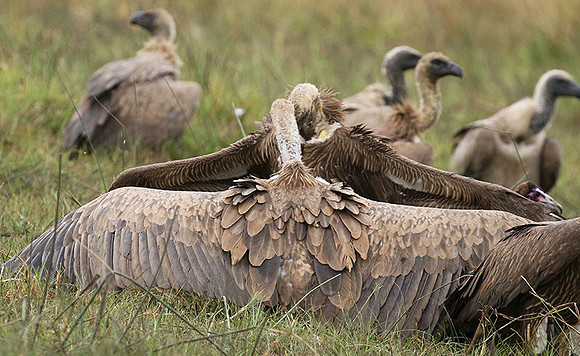 White-backed vultures - Okavango