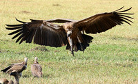Duba Plain