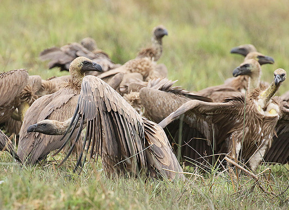 White-backed vultures - Okavango