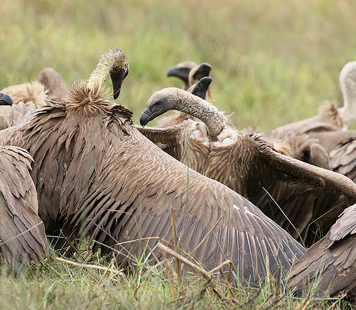 White-backed vultures - Okavango