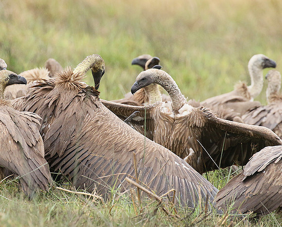 White-backed vultures - Okavango
