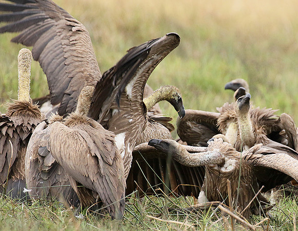 White-backed vultures - Okavango