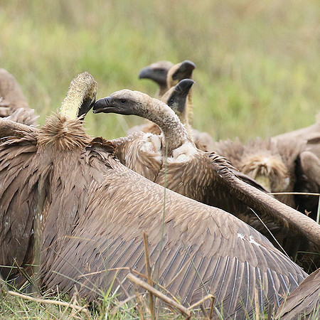 White-backed vultures - Okavango