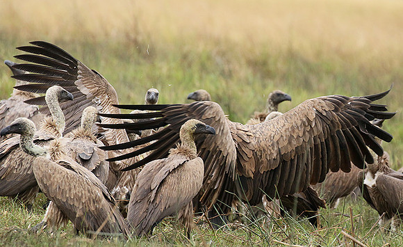 White-backed vultures - Okavango