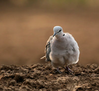 Ring-necked dove - Mashatu game reserve