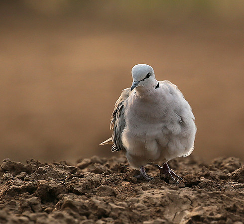 Ring-necked dove - Mashatu game reserve