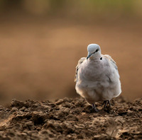 Ring-necked dove - Mashatu game reserve