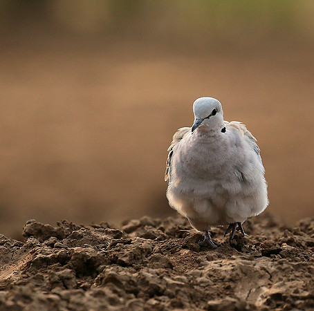 Ring-necked dove - Mashatu game reserve