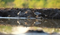 Ring-necked dove - Mashatu game reserve