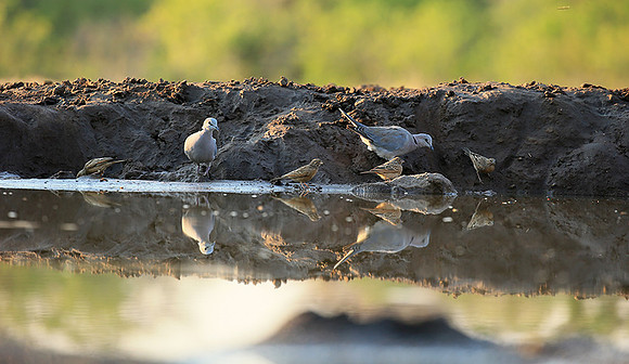 Ring-necked dove - Mashatu game reserve