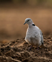 Ring-necked dove - Mashatu game reserve