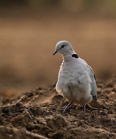 Ring-necked dove - Mashatu game reserve