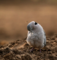 Ring-necked dove - Mashatu game reserve