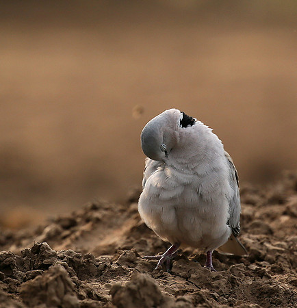Ring-necked dove - Mashatu game reserve