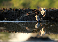 Ring-necked dove - Mashatu game reserve
