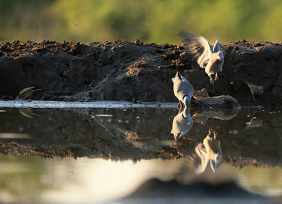 Ring-necked dove - Mashatu game reserve