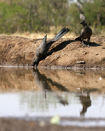 Turaco (go-away bird) - Mashatu game reserve