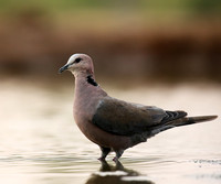Doves