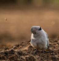 Ring-necked dove - Mashatu game reserve