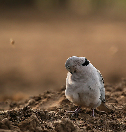 Ring-necked dove - Mashatu game reserve