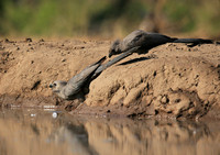 Turaco (go-away bird) - Mashatu game reserve