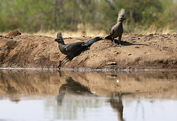 Turaco (go-away bird) - Mashatu game reserve