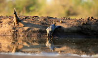 Turaco (go-away bird) - Mashatu game reserve