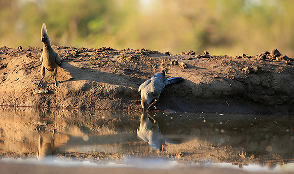 Turaco (go-away bird) - Mashatu game reserve