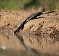 Turaco (go-away bird) - Mashatu game reserve