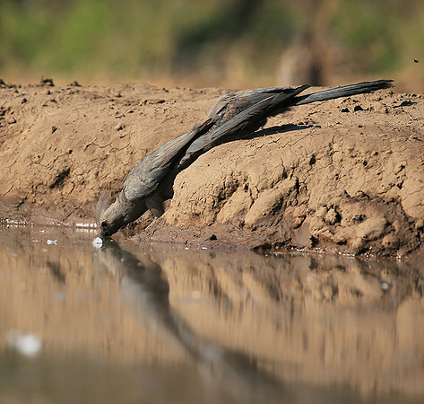 Turaco (go-away bird) - Mashatu game reserve