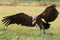 Duba Plain