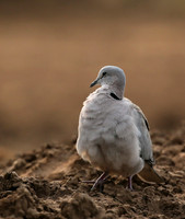 Ring-necked dove - Mashatu game reserve