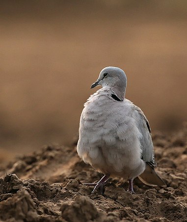 Ring-necked dove - Mashatu game reserve